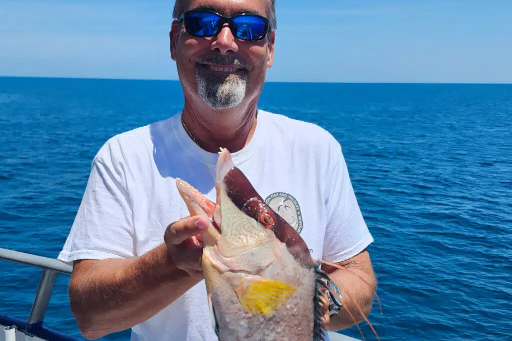 NEARSHORE-hogfish