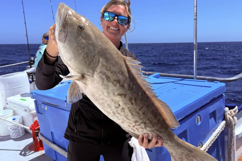 OFFSHORE-gaggrouper