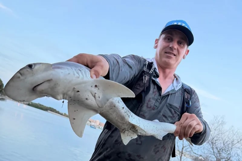 INSHORE-shark