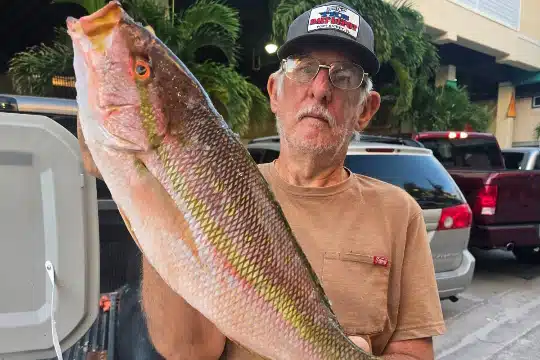 OFFSHORE-yellowtail