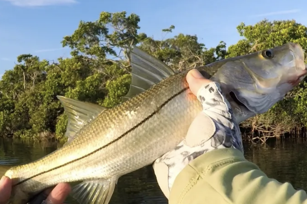 INSHORE-snook (2)