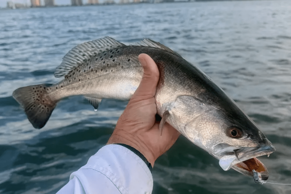 INSHORE-trout (2)