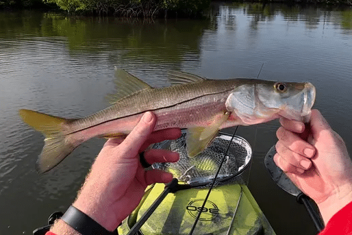 INSHORE-snook