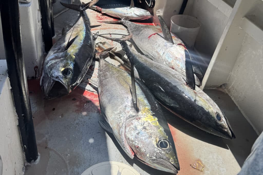 OFFSHORE-blackfin (1)