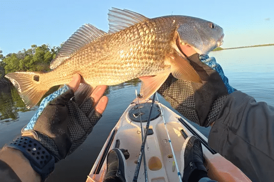 INSHORE-redfish