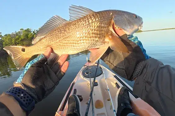 INSHORE-redfish