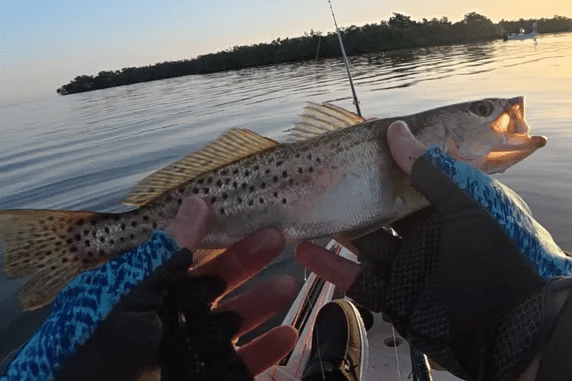 INSHORE-trout