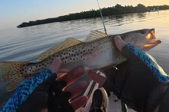 INSHORE-trout