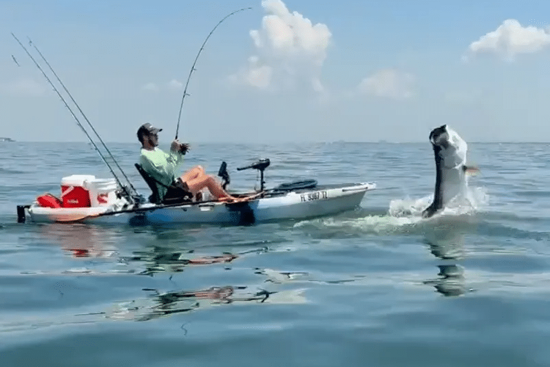 NEARSHORE-tarpon
