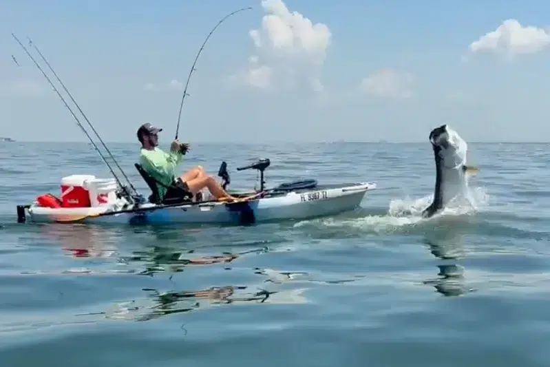 NEARSHORE-tarpon